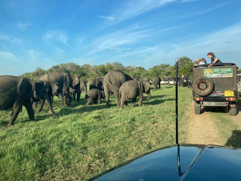 Minneriya National Park: Jeep Safari Include Entrance Fees - What Makes This Tour Stand Out