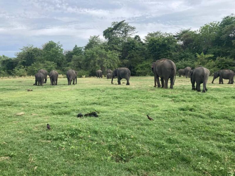 Minneriya National Park: Jeep Safari Include Entrance Fees - Considerations and Tips for Your Safari