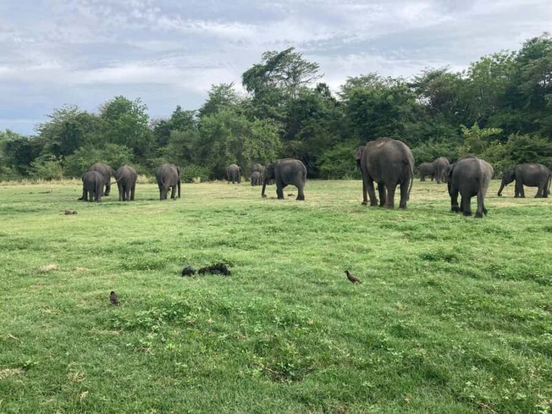 Minneriya National Park: Jeep Safari Include Entrance Fees - Who Is This Safari Best Suited For?