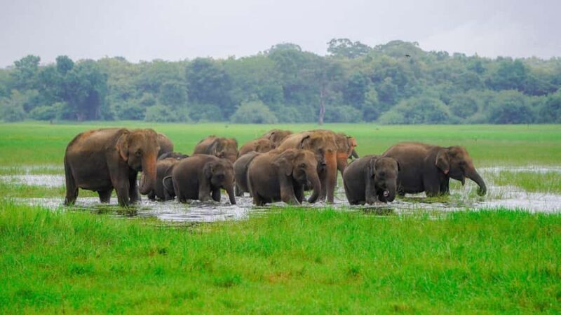 Minneriya National Park: Private 4x4 Elephant Safari - Why We Love This Safari Experience