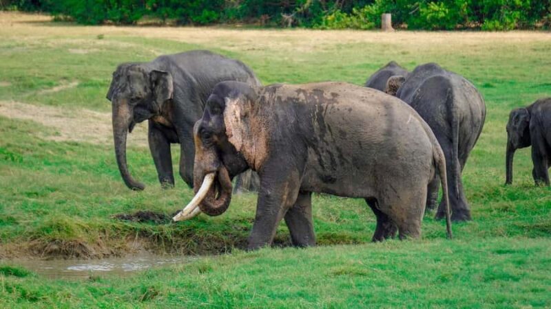 Minneriya National Park: Private 4x4 Elephant Safari - What’s Special About This Tour?