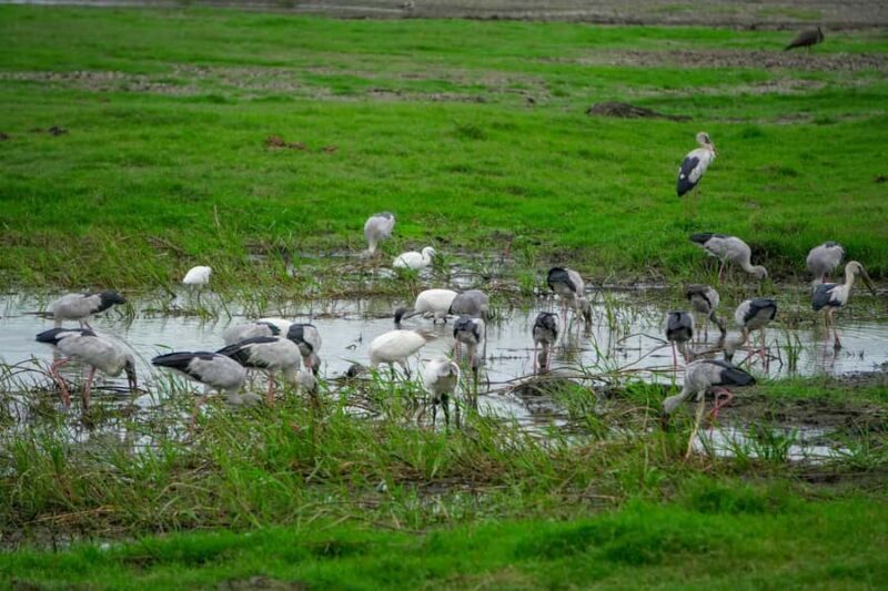 Minneriya National Park: Private 4x4 Elephant Safari - Who Would Love This Experience?