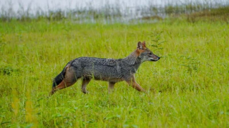 Minneriya National Park: Private 4x4 Elephant Safari - The Sum Up