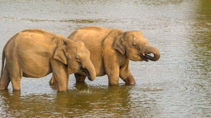 Minneriya National Park: Private 4x4 Elephant Safari - FAQ