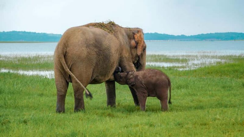 Minneriya National Park: Private 4x4 Elephant Safari - Good To Know