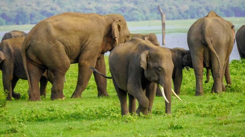 Minneriya National Park: Private 4x4 Elephant Safari - An Introduction to the Experience