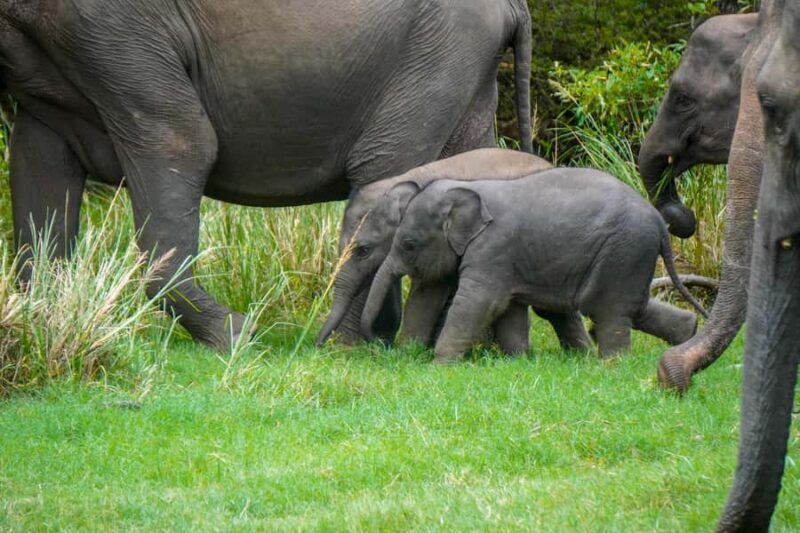 Minneriya National Park: Private 4x4 Elephant Safari - The Sum Up