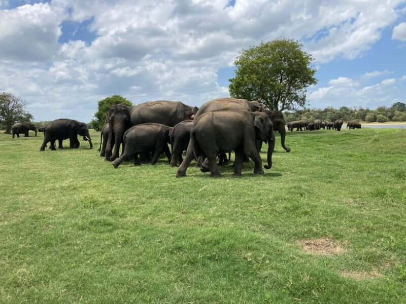 Minneriya National Park: Private 4x4 Jeep Safari - An In-Depth Look at the Safari Experience