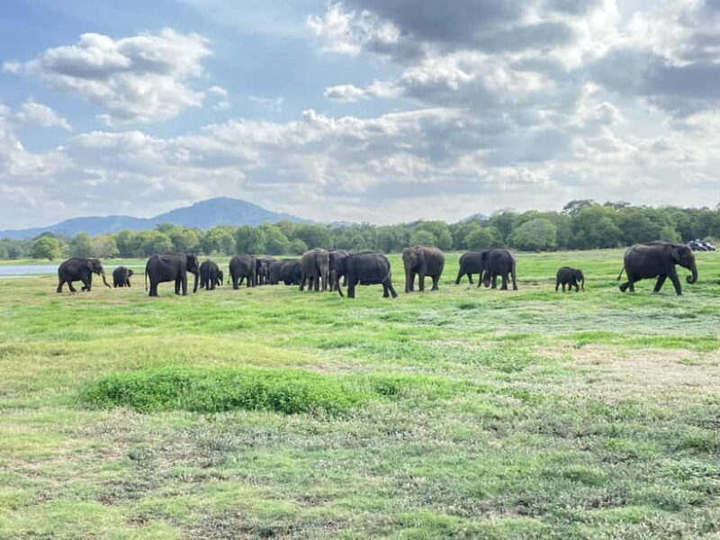 Minneriya National Park: Private 4x4 Jeep Safari - The Breakdown: What to Expect