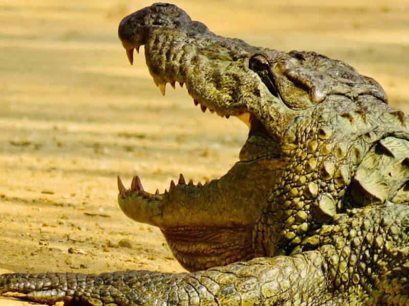 Minneriya National Park: Private 4X4 Safari From Trincomale - The Practicalities and Value