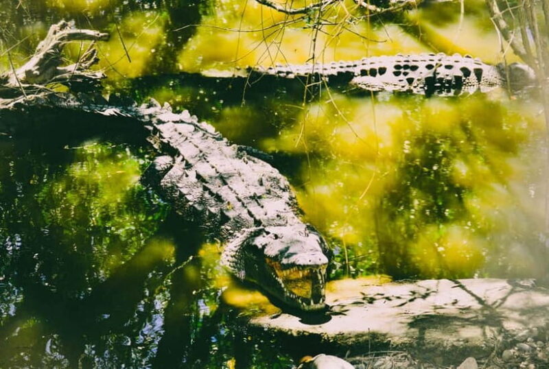 Minneriya National Park: Private 4X4 Safari From Trincomale - An In-Depth Look at the Minneriya Safari Experience