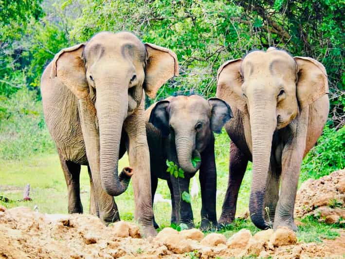 Minneriya National Park: Private 4X4 Safari From Trincomalee - Itinerary Highlights