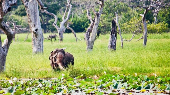 Minneriya National Park: Private 4X4 Safari From Trincomalee - Inclusions of the Tour