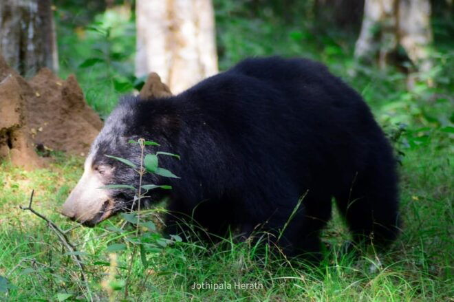 Minneriya National Park: Private 4X4 Safari From Trincomalee - Safety and Guide Information