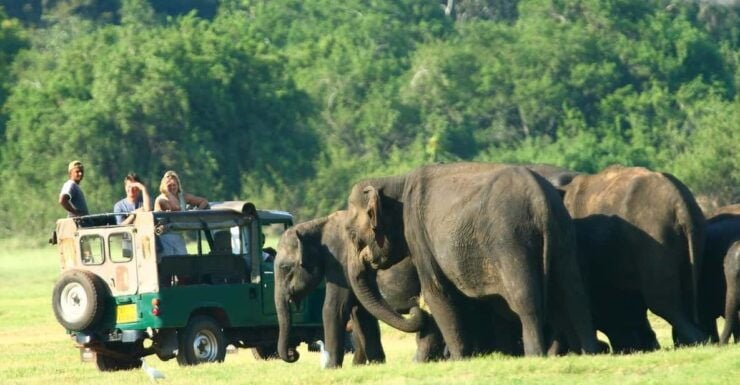 Minneriya National Park Private Jeep Elephant's Safari - Good To Know