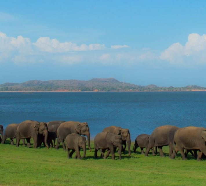 Minneriya National Park Private Jeep Elephant's Safari - Booking Information