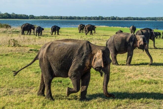 Minneriya National Park Private Jeep Elephant's Safari - Inclusions