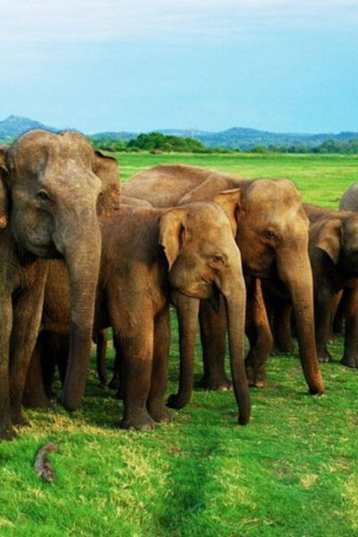 Minneriya National Park Private Jeep Elephant's Safari - Wildlife Viewing Experience