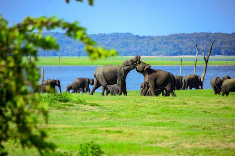 Minneriya National Park: Private Jeep Safari - All Inclusive - Good To Know