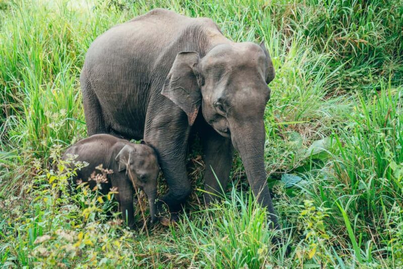 Minneriya National Park: Private Jeep Safari - All Inclusive - Practical Tips for Travelers