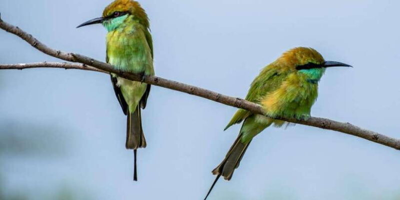 Minneriya National Park: Private Jeep Safari - All Inclusive - The Sum Up