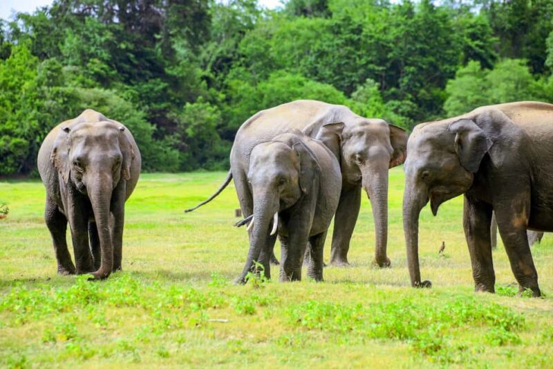 Minneriya National Park: Private Jeep Safari - All Inclusive - Why This Safari Offers Great Value