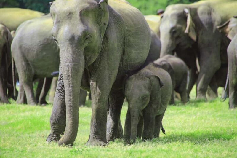 Minneriya National Park: Private Jeep Safari - All Inclusive - FAQ