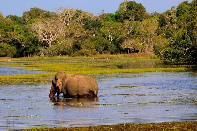Minneriya National Park Private Jeep Safari - Overview and Tour Details