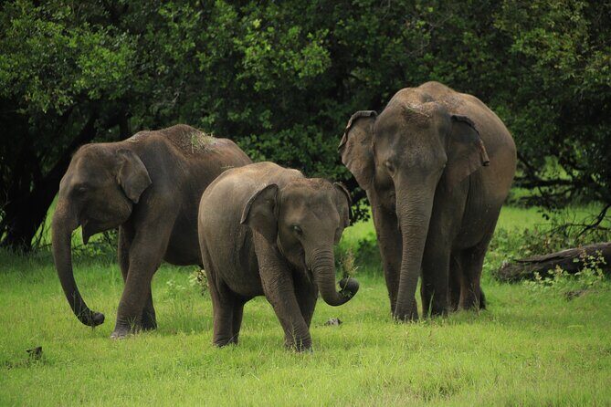 Minneriya National Park Private Jeep Safari with Elephant Viewing - Good To Know  