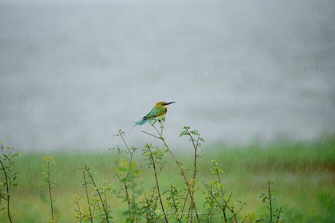 Minneriya National Park Private Jeep Safari with Elephant Viewing - Why This Tour Works for Different Travelers