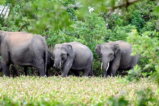 Minneriya National Park Private Jeep Safari with Elephant Viewing - Frequently Asked Questions