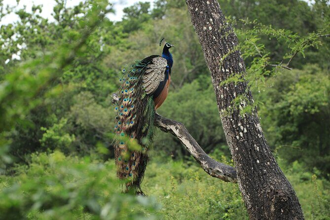 Minneriya National Park Private Jeep Safari with Elephant Viewing - The Potential Downsides