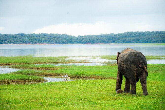 Minneriya National Park Private Jeep Safari with Elephant Viewing - Who Should Book This Safari?