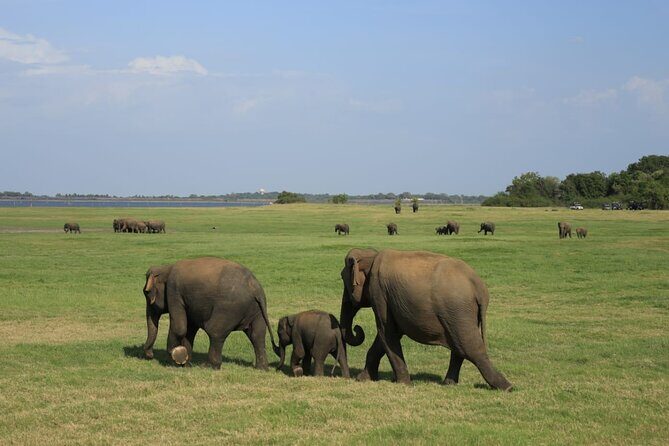 Minneriya National Park Private Jeep Safari with Elephant Viewing - FAQs About the Minneriya Private Jeep Safari