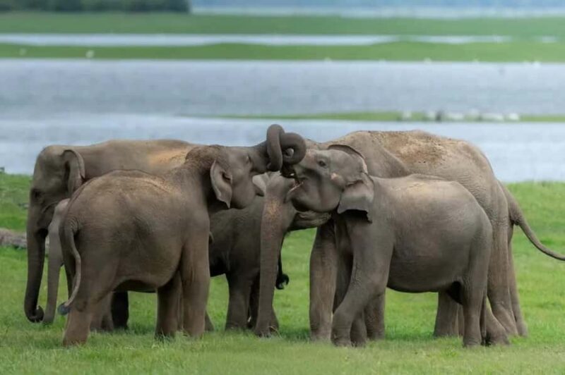 Minneriya National Park: Private Luxury Elephant Safari - Introduction