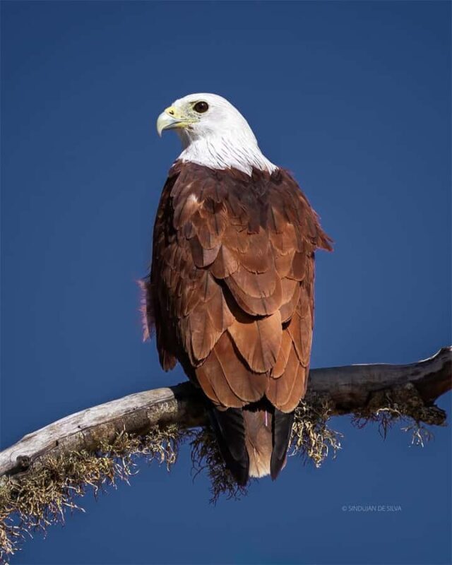 Minneriya National Park: Private Luxury Elephant Safari - Good To Know