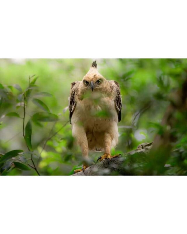 Minneriya National Park: Private Luxury Elephant Safari - Who Should Book This Tour?