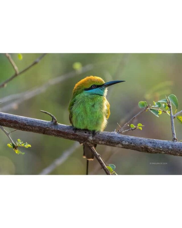 Minneriya National Park: Private Luxury Elephant Safari - Final Thoughts