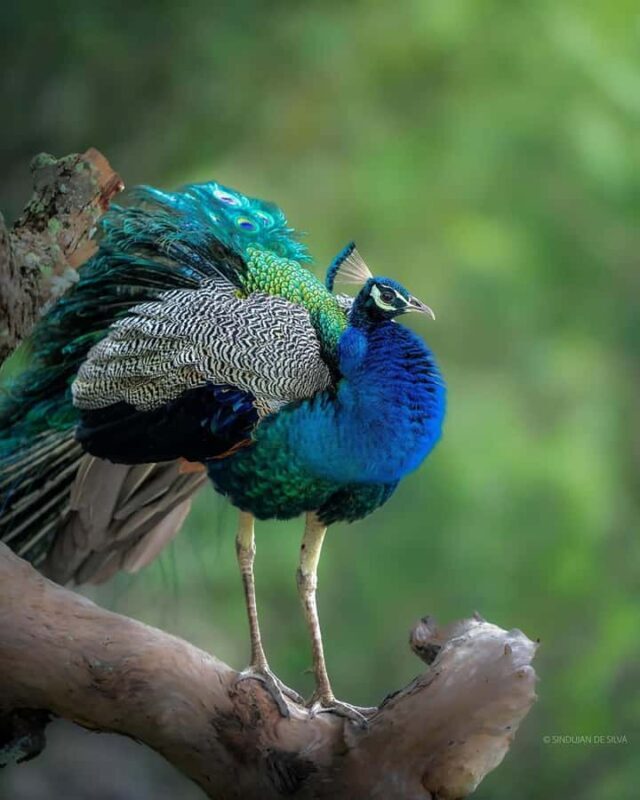 Minneriya National Park: Private Luxury Elephant Safari - FAQ