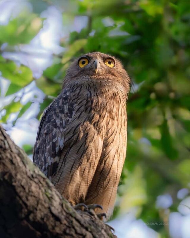 Minneriya National Park: Private Luxury Elephant Safari - Final Words