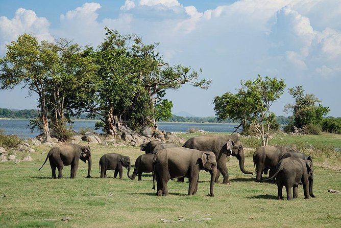 Minneriya National Park Private Safari - Booking Details