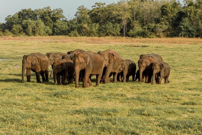Minneriya National Park Private Safari - Who Should Book This Safari?