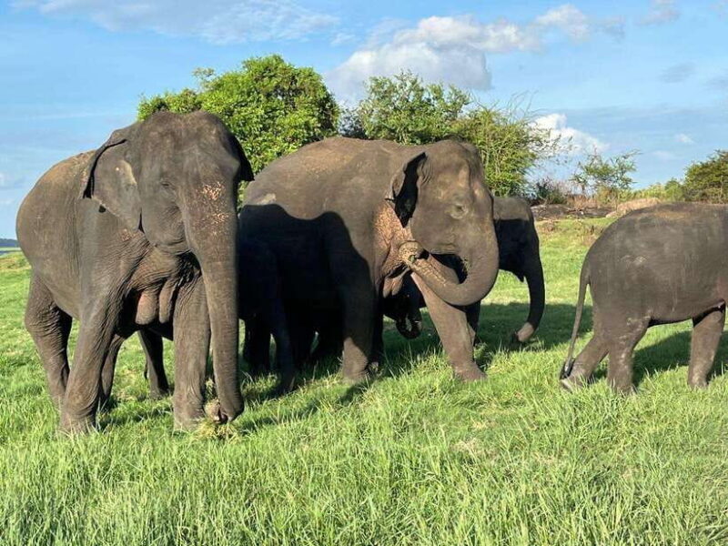 Minneriya National Park : Private Safari - Good To Know