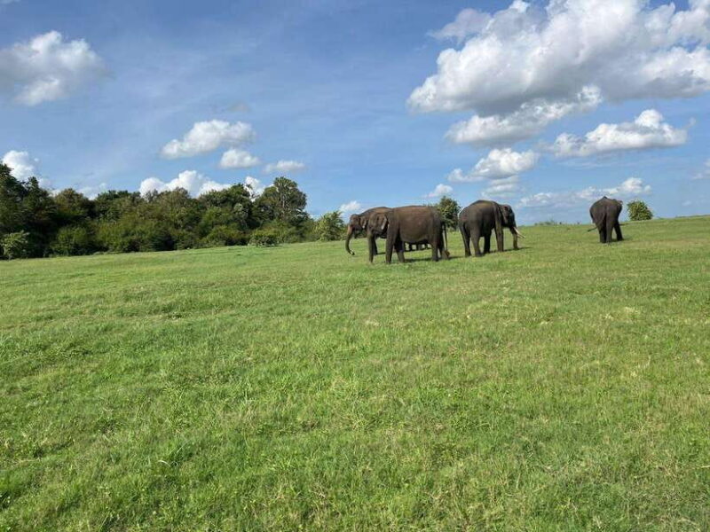 Minneriya National Park : Private Safari - What Reviewers Loved and Noticed