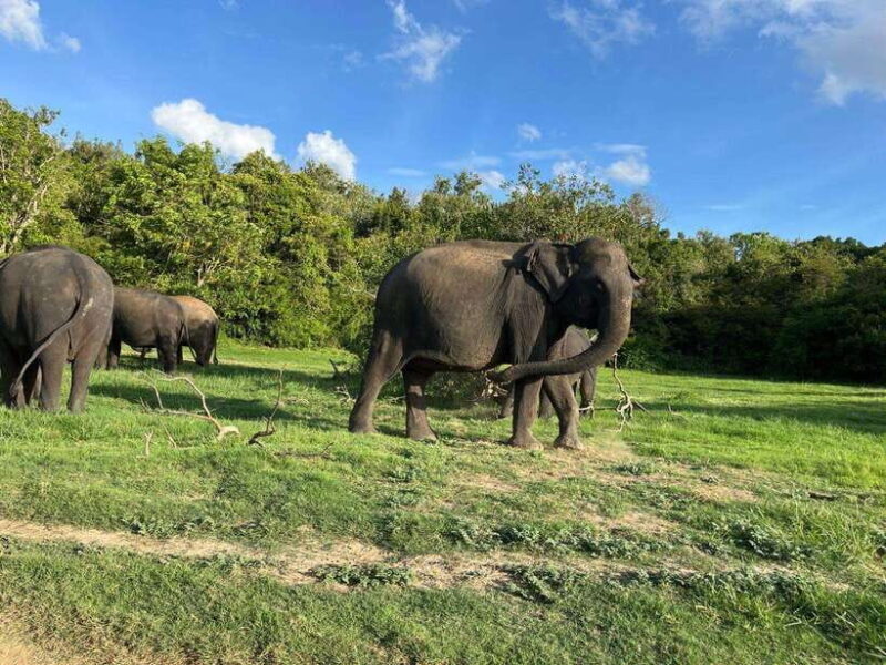 Minneriya National Park : Private Safari - FAQ