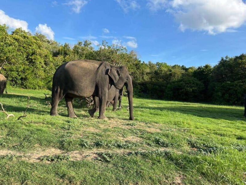 Minneriya National Park : Private Safari - A Closer Look at Minneriya National Park: What to Expect