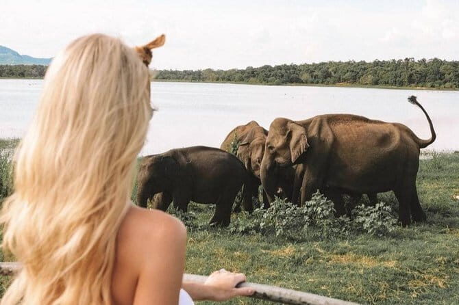 Minneriya National Park Private Safari - What Is the Minneriya National Park Private Safari?