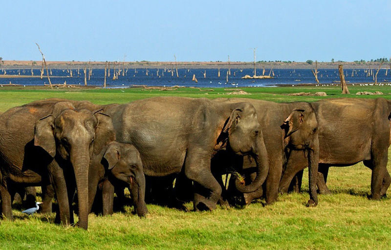 Minneriya National Park Private Safari - At a glance