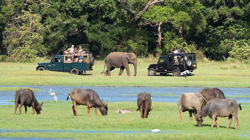 Minneriya National Park Private Safari - Why Minneriya draws elephant-watchers