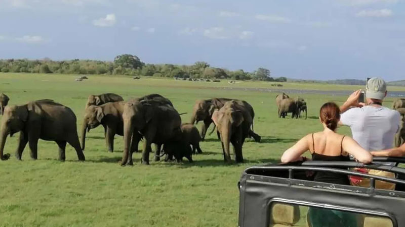 Minneriya National Park Private Safari - Morning or afternoon: choosing your safari